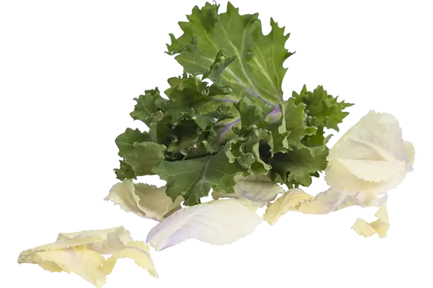 Sierkool blaadjes mix +-- 25st stuk 1